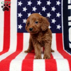 Perchinie, Mini Goldendoodle Puppy
